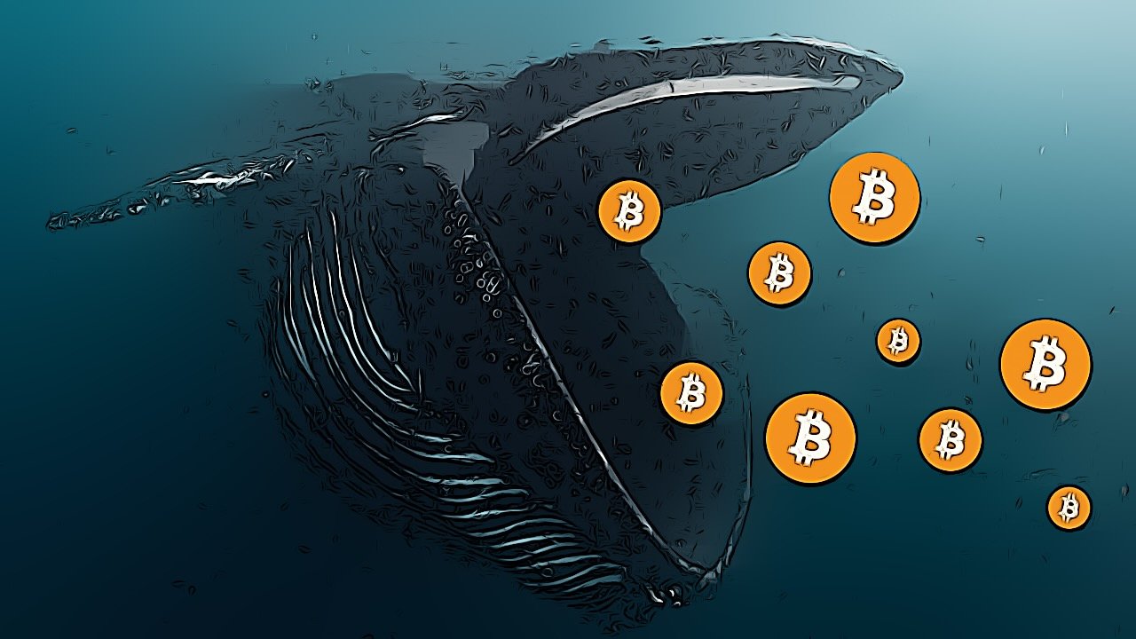 wieloryby btc