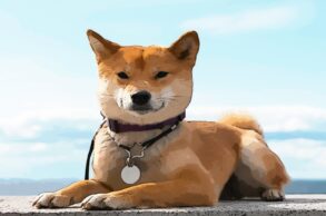 Shibarium Shiba Inu