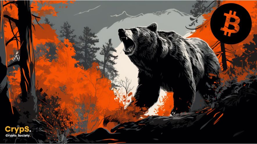 Powrót niedźwiedzi