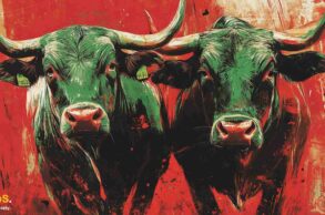 Bull