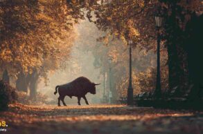 bitcoin bull jesień