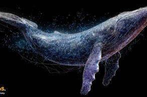 Ethereum whale