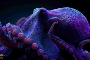 Kraken